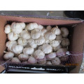 Best Quality Fresh Crop 2019 Pure White Garlic